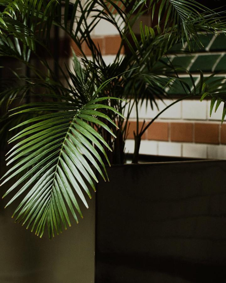 Hotel Monopol Wroclaw Dış mekan fotoğraf Chamaedorea elegans